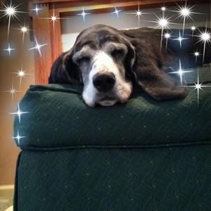 Meet your Posher, Joyce